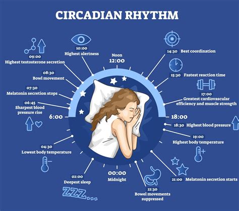 Circadian Rhythm Chart High Testosterone Body Clock Sleep Dream
