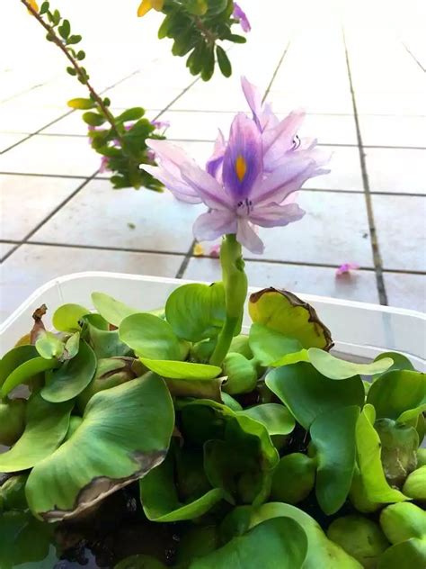 Blooming Water Hyacinth At Our Doorsteps