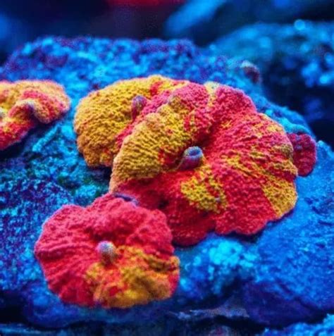 Mushroom Coral Coral Reef Aquarium Saltwater Aquarium Fish Reef