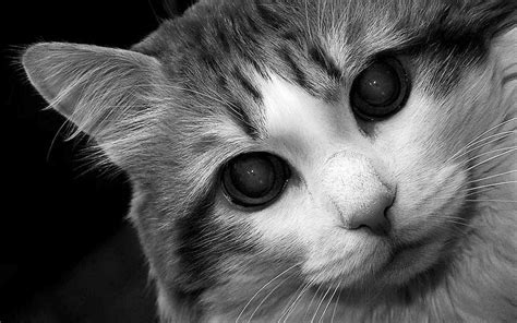 65 Black And White Cat Wallpaper Wallpapersafari