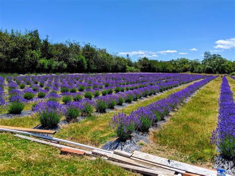 Victoria Lavender Farm Is Closing Its Doors For Good