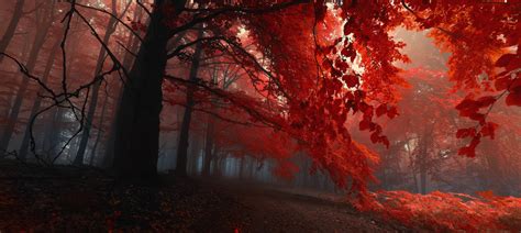 You will definitely choose from a huge number of pictures that. fall, Trees, Nature, Forest, Red Wallpapers HD / Desktop ...