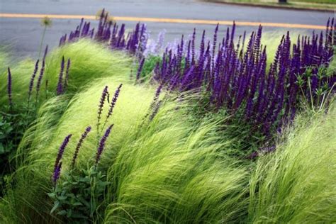 Grasses And Purple Perennials In Curb Side Street Garden By Thomas