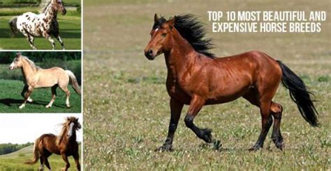 Top 10 Most Beautiful And Expensive Horse Breeds Horse Breeds Horses