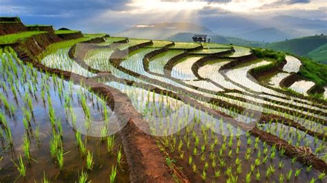 Chiang Mai Rice Terraces By Wanasapong Jaiinpol On 500px