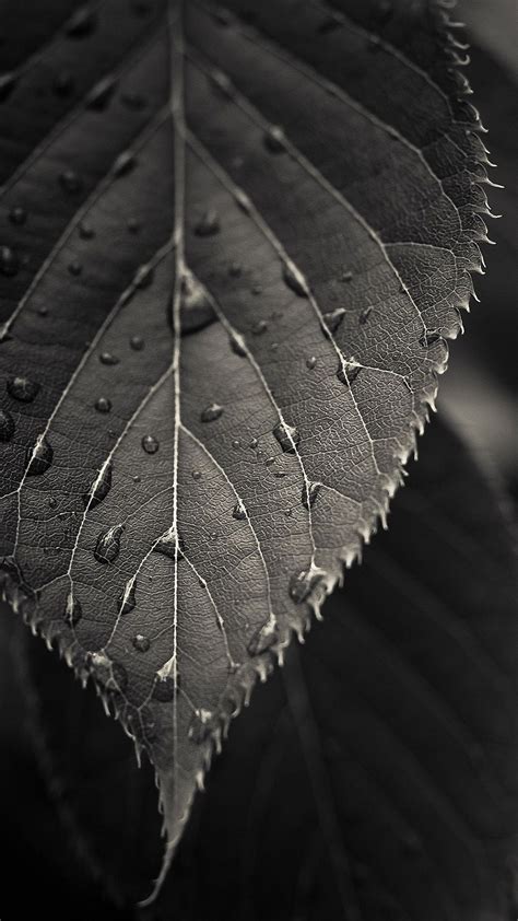 Black Leaves Wallpapers Top Free Black Leaves Backgrounds