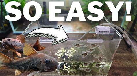 How To Breed Corydoras And Raise 100s Of Fry Youtube