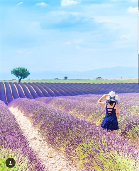 Nicknamed « the region's granary », this 800 km² plateau is mainly dedicated to lavender and grain. Plateau de Valensole | Valensole, Plateau de valensole