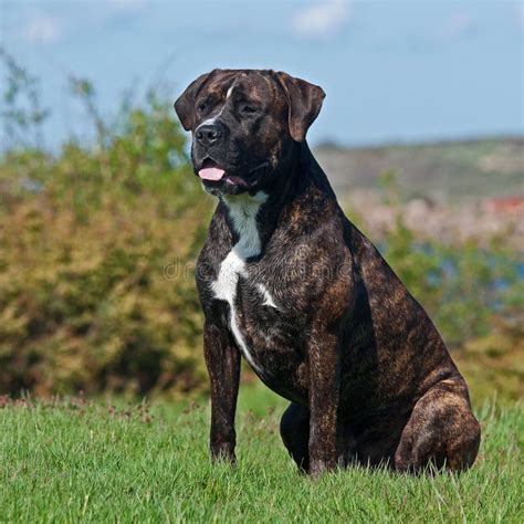 Cane Corsoblack Dog Stock Image Image Of Cane Sitting 230825