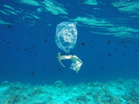 Was Macht Der Plastikmüll Mit Unserer Tierwelt Was Sind Die Folgen
