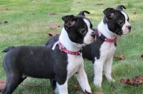 A Guide To The Boston Terrier Boxer Mix The Miniature Boxer