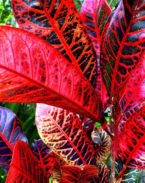 10 Spectacular Red Foliage Tropical Plants For Your Garden Dengarden