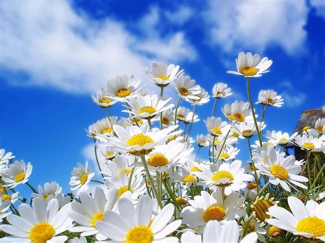 Download Spring Flowers Desktop Daisies Blue Sky Wallpaper
