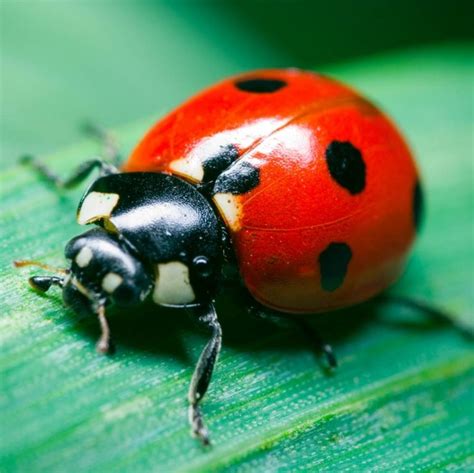 ladybugs butterfly world