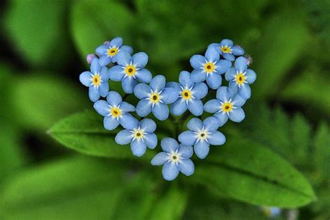 Forget Me Not Beautiful Flowers Flower Pictures Flowers Photography