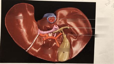Liver Gall Bladder And Cystic Duct Static Model Diagram Quizlet