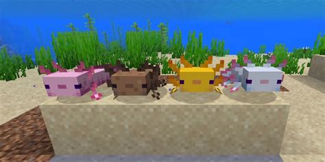 Minecraft Axolotl Facts Paper Writer