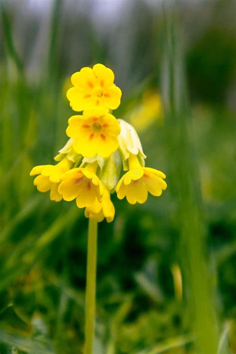 Cowslip In A Meadow Stock Image Image Of Greenery Bloom 218965693