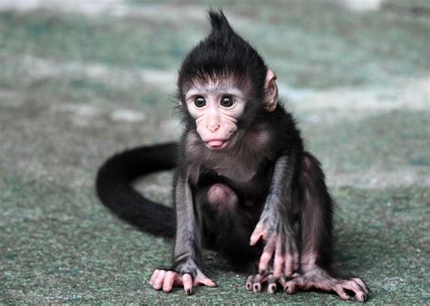 Baby Monkey Born On Fourth Of July At Brookfield Zoo Chicago News Wttw
