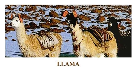 Production and processing of camel's hair. about alpaca and alpaca investing, alpaca healthcare ...