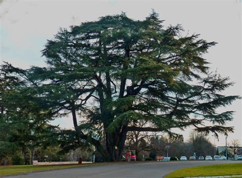 Als schreibweise sind beide fassungen überliefert) um 1180 eingeordnet werden kann. Zedern ( Cedrus ). Foto & Bild | stillleben, motive Bilder ...