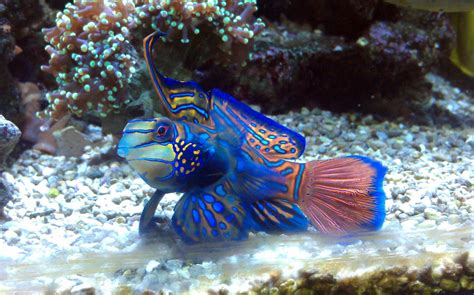 Saw This Beatiful Fish In A Saltwater Aquarium Does Anyone Know What