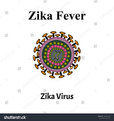 Zika Virus Structure Zika Virus Infection Stock Vector Royalty Free 1646281948 Shutterstock