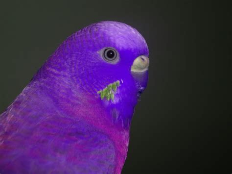Purple Birds Years Of Selective Breeding But I Finally Got A