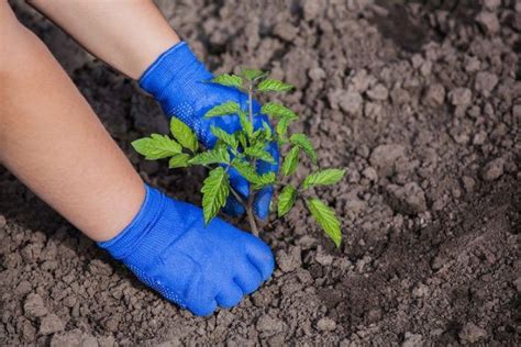 Adding calcium and magnesium to tomato plants. Importance Of Calcium For Tomatoes And How To Add It