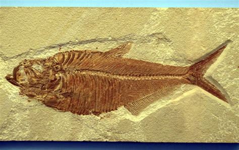Fossils Reprint Fish Historically Fossil Fish Free Image Peakpx