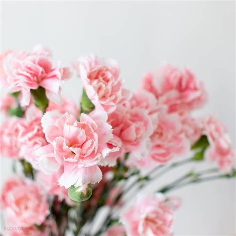 Light Pink Mini Carnations Diy Wedding Flowers Flower Moxie