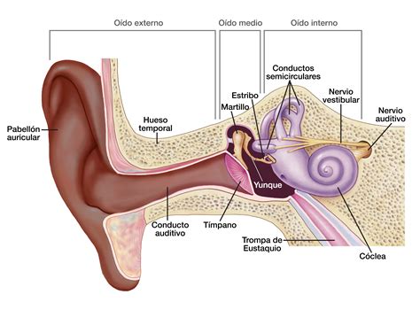 put vakolás ásványi definicion de las partes del oido A legtöbb esetben