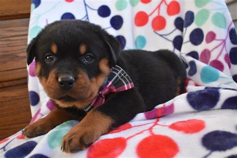 Rottweilers almost became extinct near the late 1800s when smaller dogs assumed many of their functions and were easier to rottweilers are blocky dogs with massive heads. Rottweiler puppy for sale in QUARRYVILLE, PA. ADN-60743 on ...