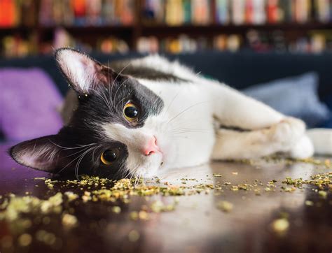 Cats On Catnip By Andrew Marttila Hachette Book Group Running Press