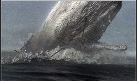 Moby Dick Ist Zurück Weißer Wal Vor Der Küste Australiens Gesichtet Männersache