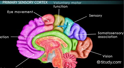 Sensory Cortex Definition Location And Function Lesson