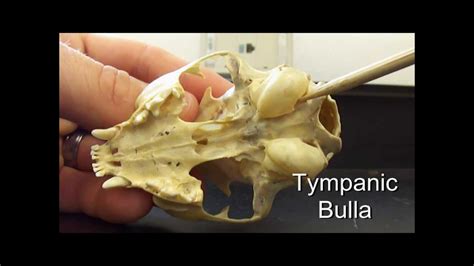 Anatomy Of The Cat Skull Youtube