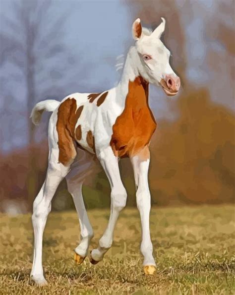 Arabian Horse Foal Paint By Numbers Numeral Paint