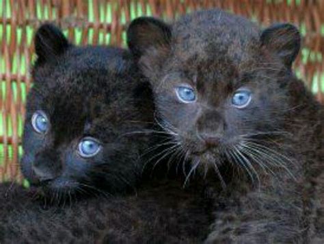 Black Panther Cubs Beautiful Cats Cute Animals Wild Cats