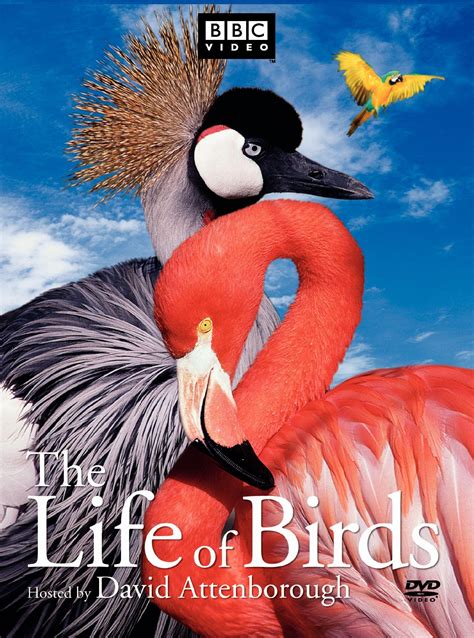 The Life Of Birds David Attenborough Birds Documentaries