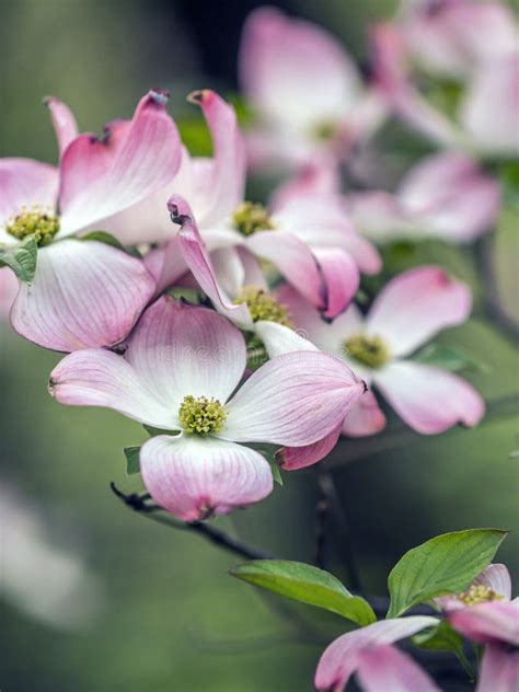 Dogwood Tree In Spring Stock Image Image Of Woody Garden 92426141