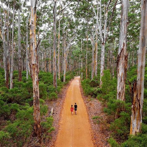 Boranup Forest Margaret River Region Western Australia Travel