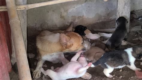 Mother Dogs Are Feeding Their Puppies Youtube