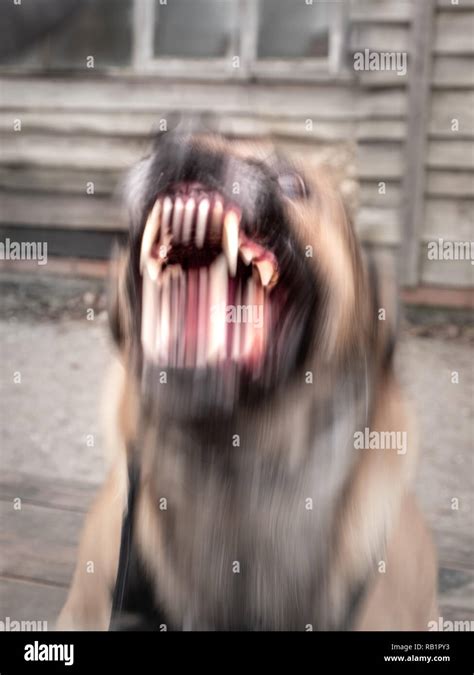 Angry Dog Barking Hi Res Stock Photography And Images Alamy