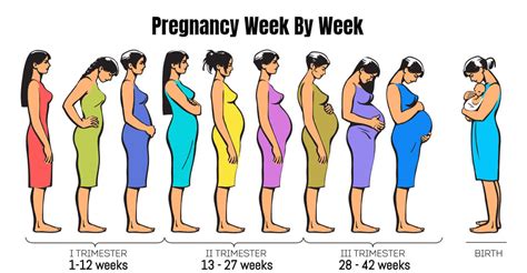 Pregnancy Week By Week Months