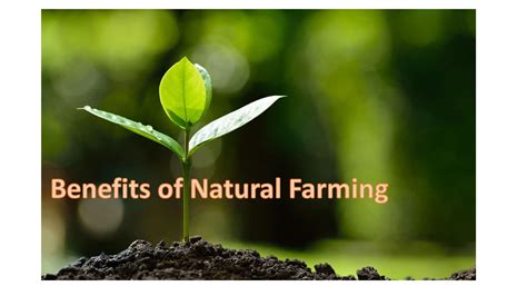 Advantages Of Practicing Natural Farming Online Education Made Easy