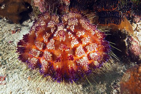 Photos Of Sea Urchins Echinoidea