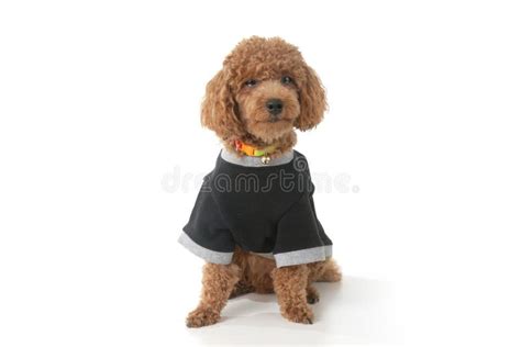 Crying Poodle Dog Stock Photos Free And Royalty Free Stock Photos From