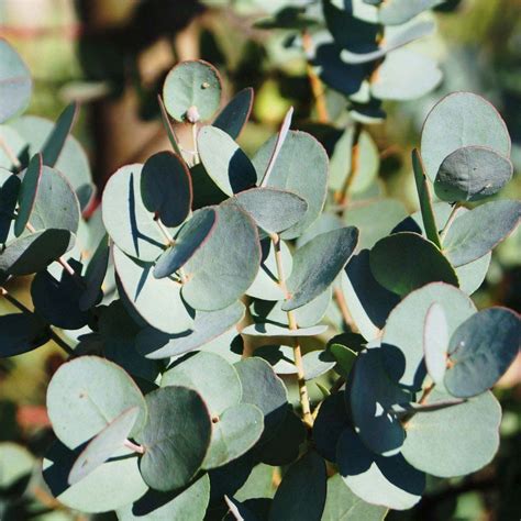 Eucalyptus Gunnii Azura Gommier Cidre Flowers Eucalyptus Nature