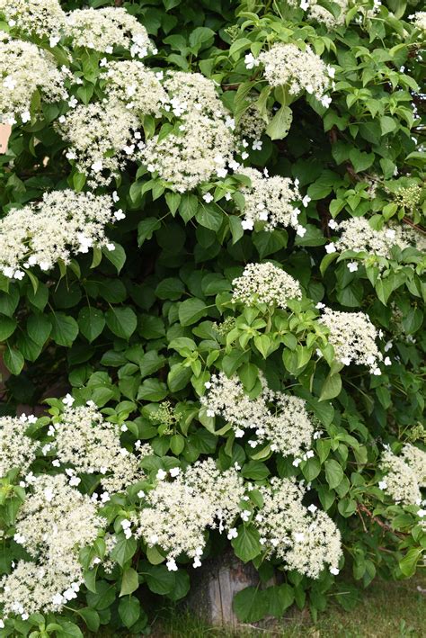 A Visual Guide To The Most Popular Types Of Hydrangeas Climbing